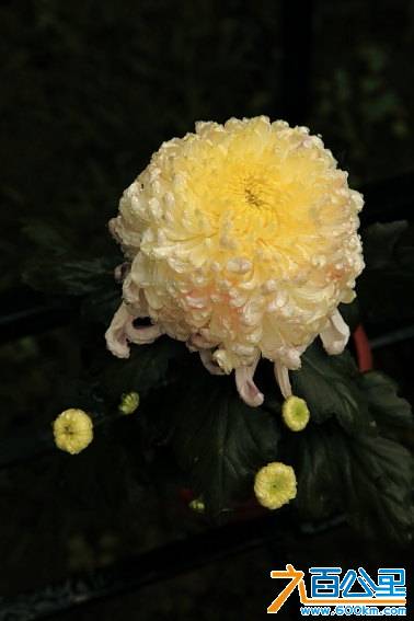 2012深圳菊花展26.JPG