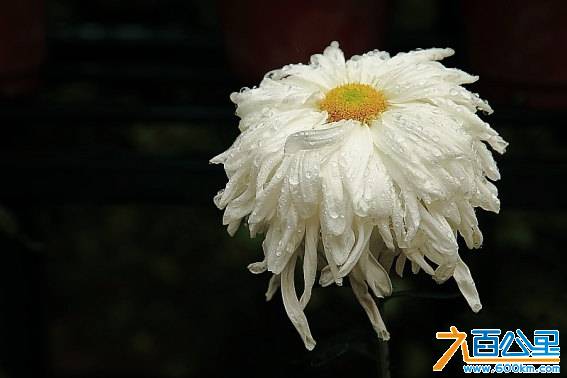 2012深圳菊花展11.JPG