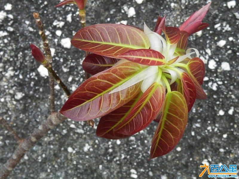 DSCF8504.JPG