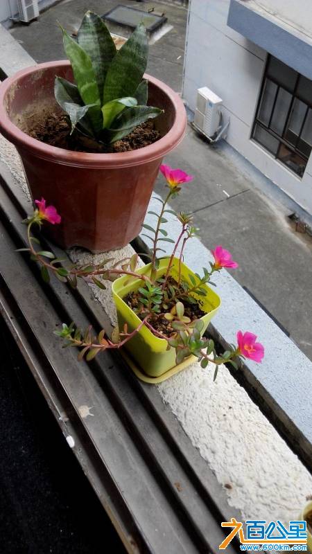 六百公里的太阳花