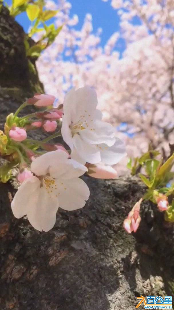 102649jptpzn5yd3u5yp5w.jpg