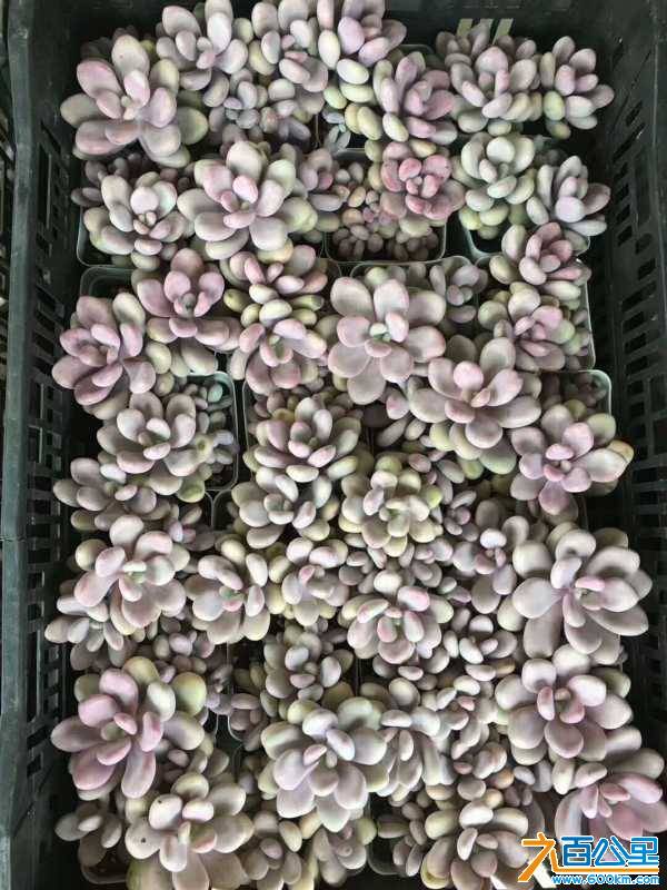 wechat_upload15366383325b973d7cbc4e8