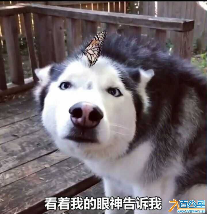 wechat_upload15470104975c3581c11b7ac