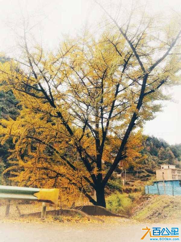 wechat_upload15479525155c43e18382c13