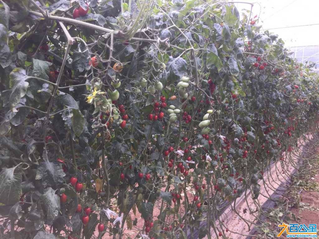 wechat_upload15574709495cd51ee500688