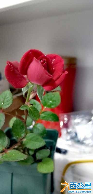 wechat_upload161909869860817c4ad3c82