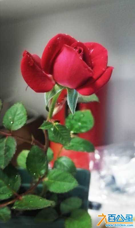 wechat_upload161909870060817c4c221c1