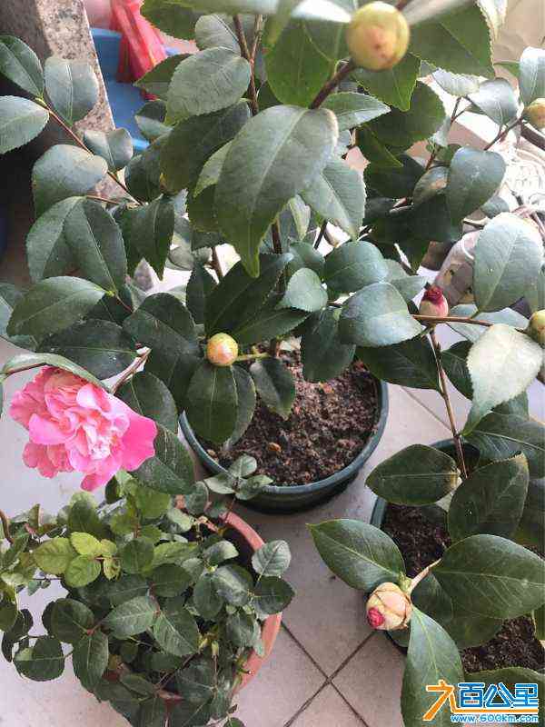 wechat_upload164091303361ce5889cf2ce
