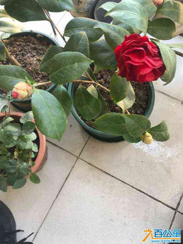 wechat_upload164091305861ce58a25b01a