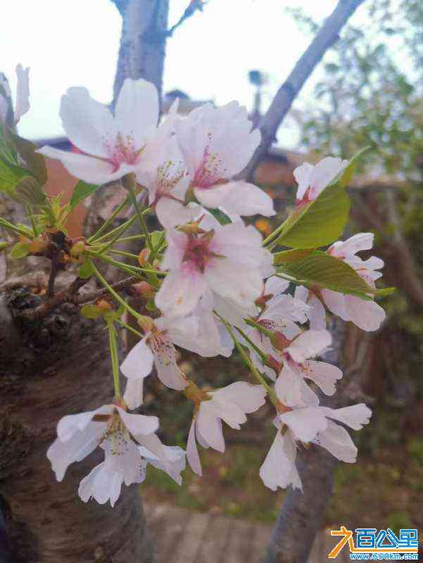 wechat_upload1681745466643d663a5625c