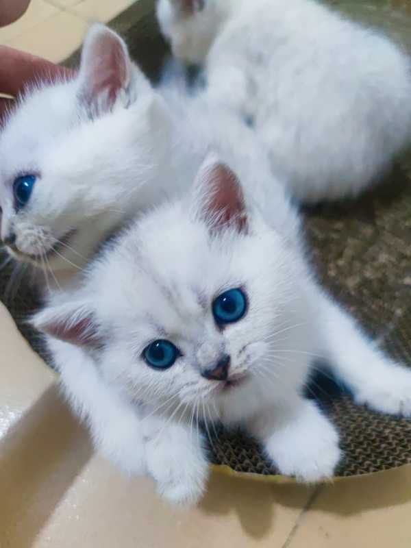 小猫咪