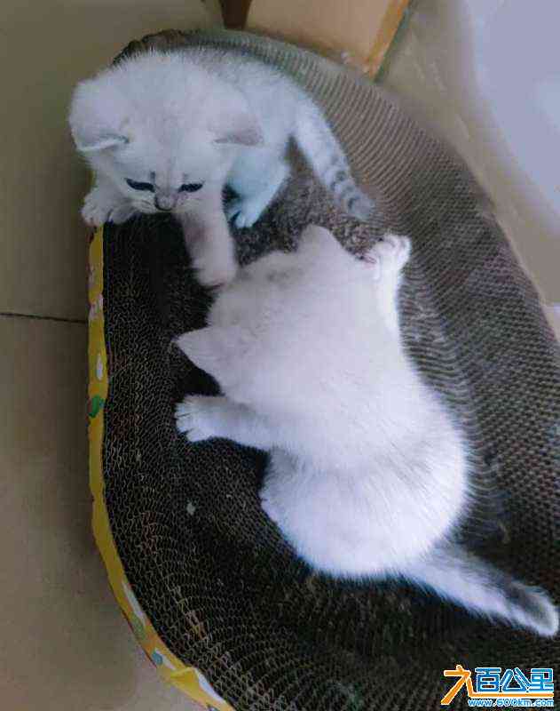 wechat_upload16950046286507b7d4e4abf