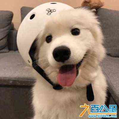 wechat_upload1696207699651a135370ada