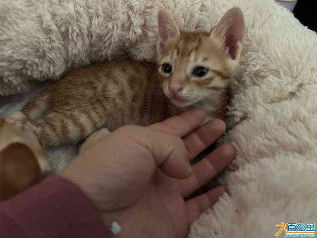 wechat_upload17041675026593884ec287d
