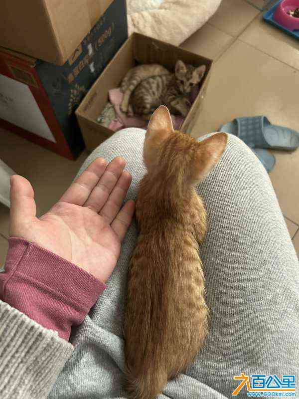 wechat_upload17041675346593886eb3ba1