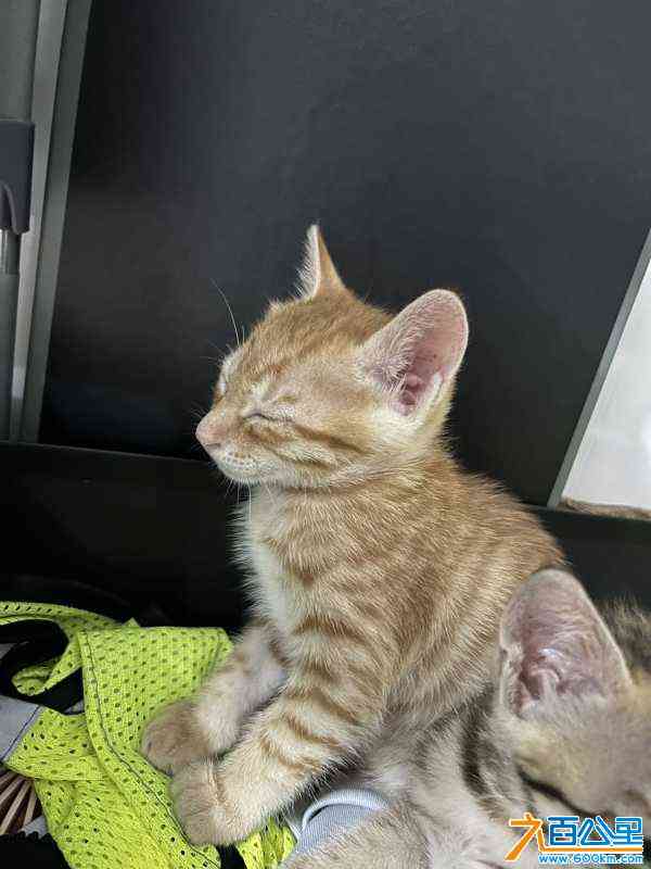 wechat_upload1704167593659388a9cc8ff