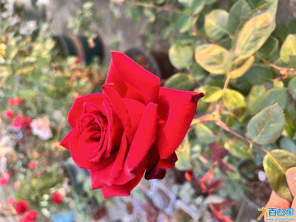 wechat_upload170515657865a29fe2e5f4b