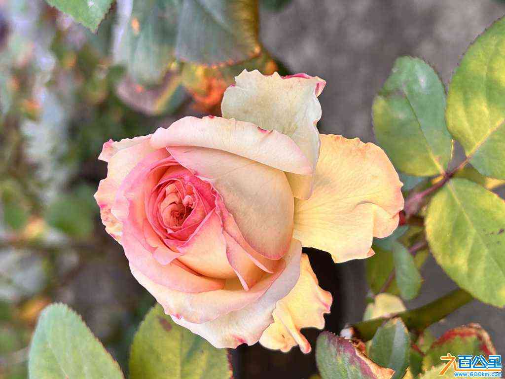 wechat_upload170515658365a29fe748133