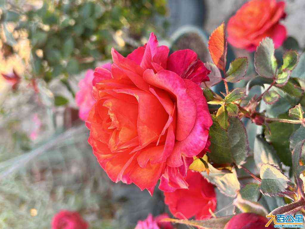 wechat_upload170515658665a29fea8bb3f