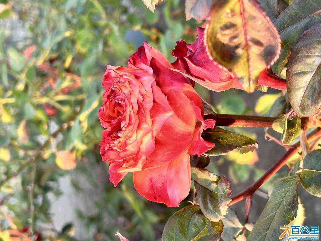 wechat_upload170515659065a29feeab326