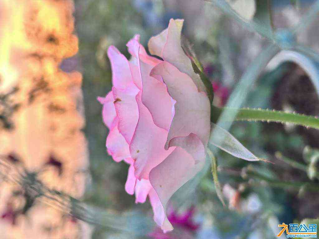 wechat_upload170523786365a3dd675e415