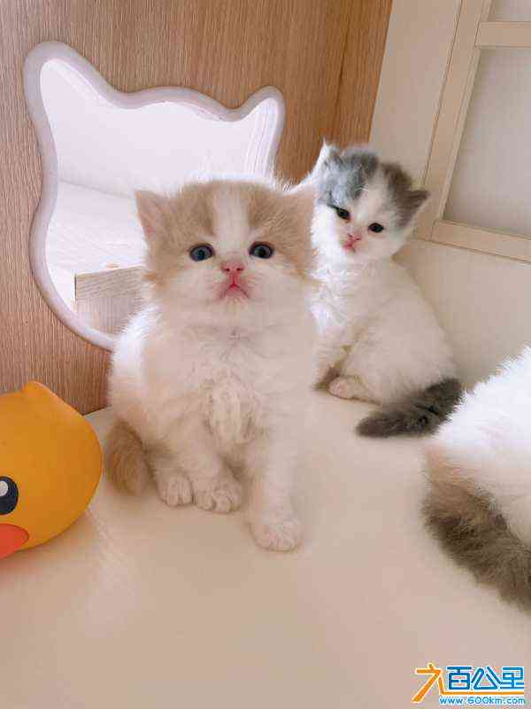 wechat_upload170562923065a9d62ea4212
