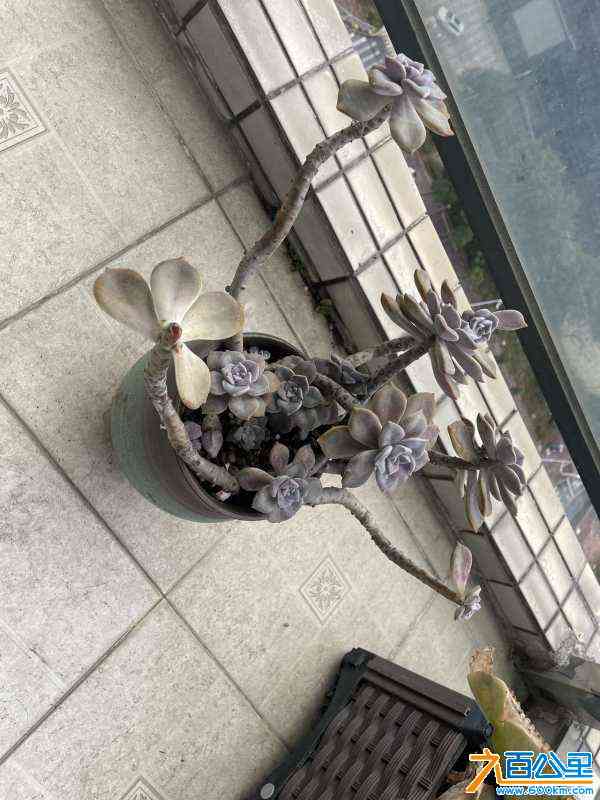 wechat_upload170599052665af597eb1547