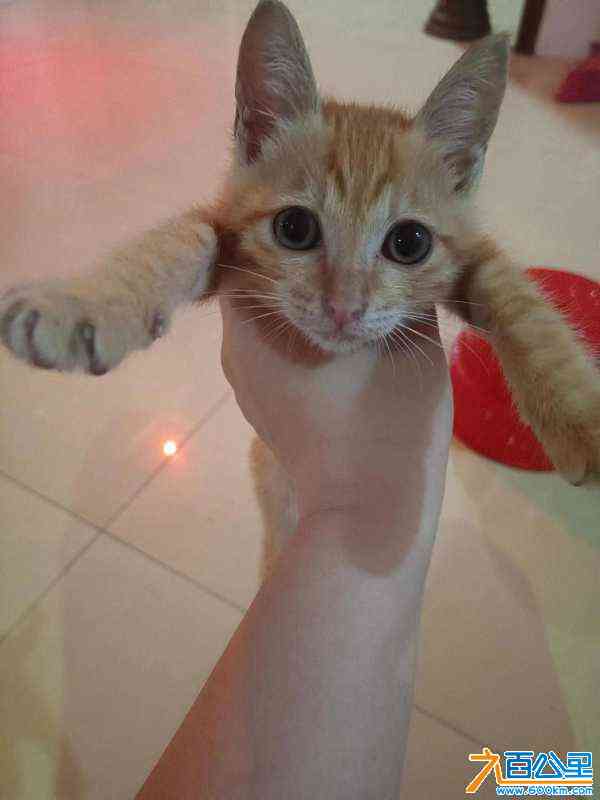 wechat_upload171281161066176e5a9d23f
