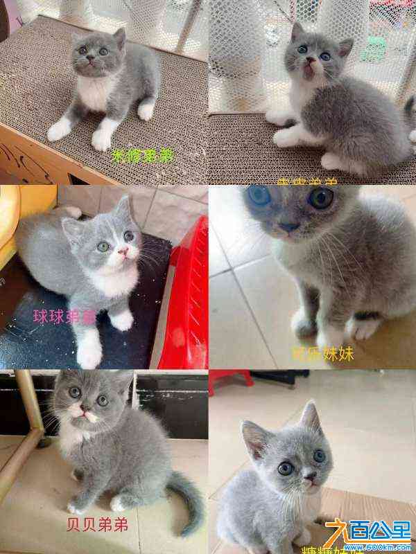 wechat_upload171383515066270c8ead13f