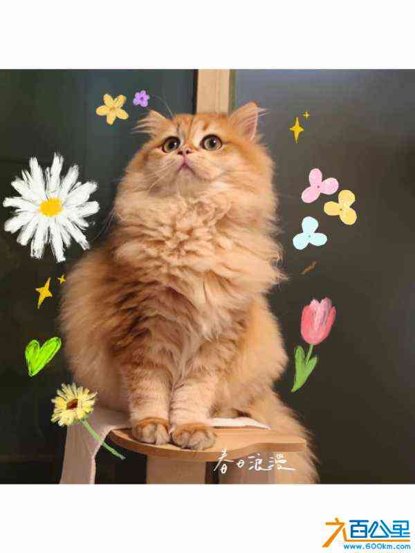 wechat_upload17139390266628a25242545