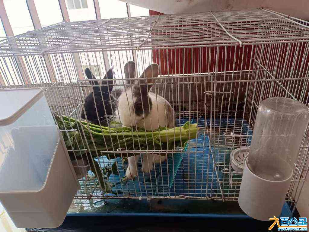 wechat_upload1717370880665d00005c149