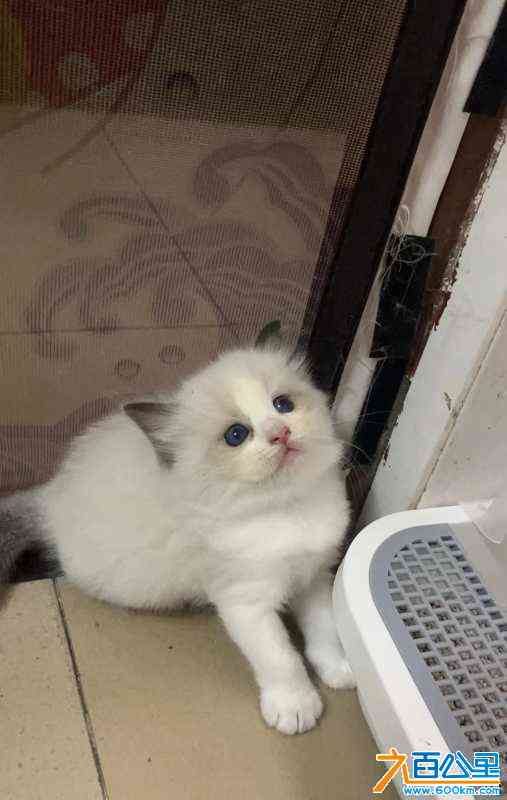 wechat_upload17178138336663c2497531c