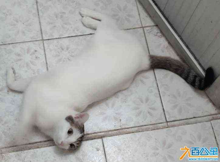 wechat_upload171911551066779ef6394d1