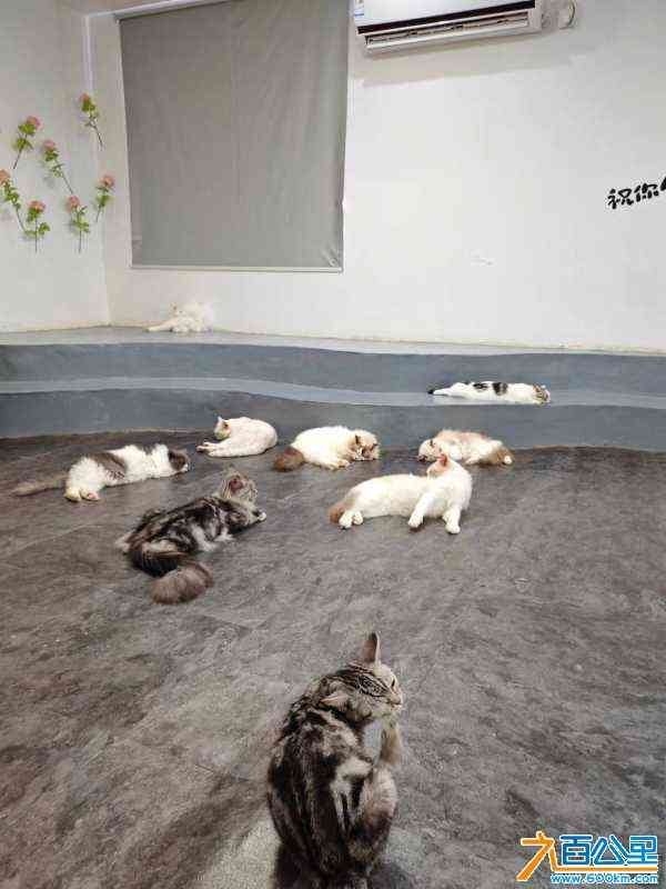 wechat_upload17209644306693d54e533fa