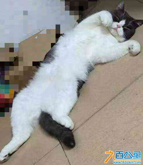 wechat_upload172269901066ae4d021e739