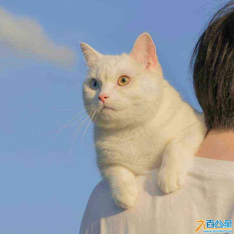 wechat_upload172318132766b5a90f5d08e