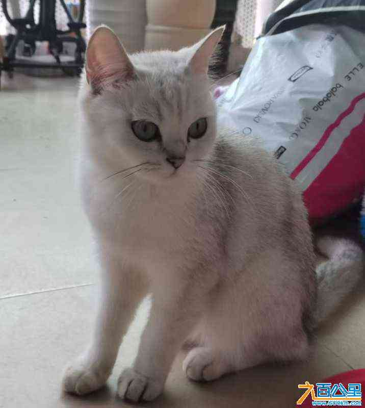 wechat_upload172477107366cdeb01986d1