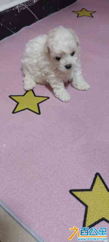 wechat_upload172519542866d464a416df4