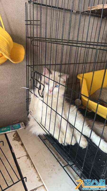wechat_upload172562977966db0553a2b6e