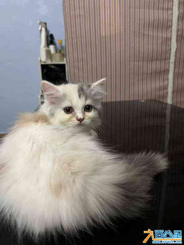 wechat_upload172594050966dfc31d69907