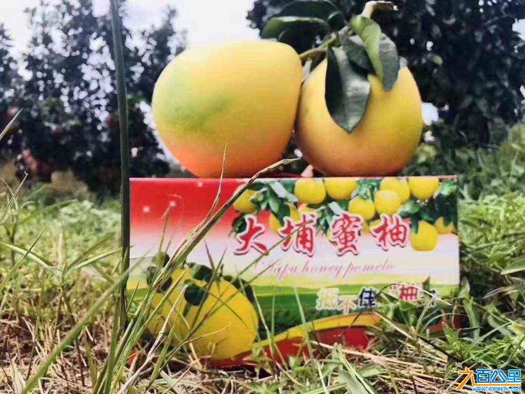 wechat_upload172624543266e46a38cb3fc
