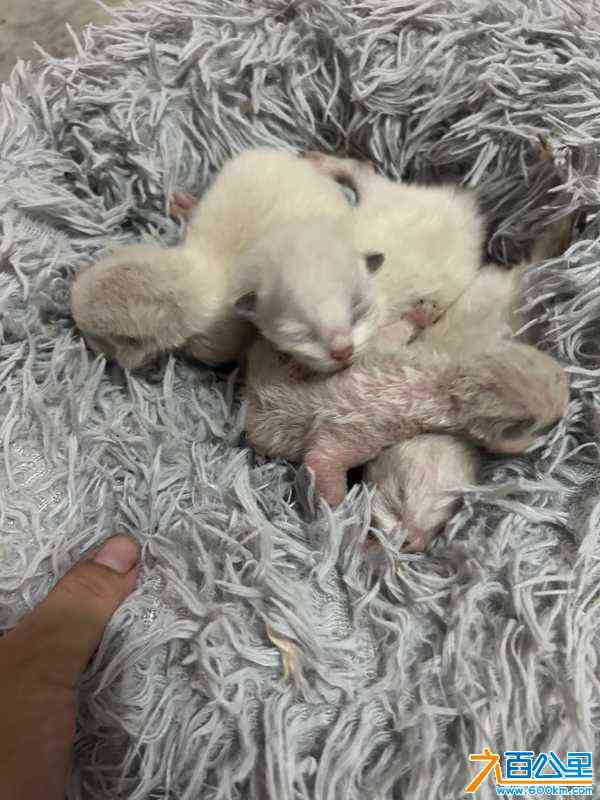 wechat_upload172697282166ef83958f911