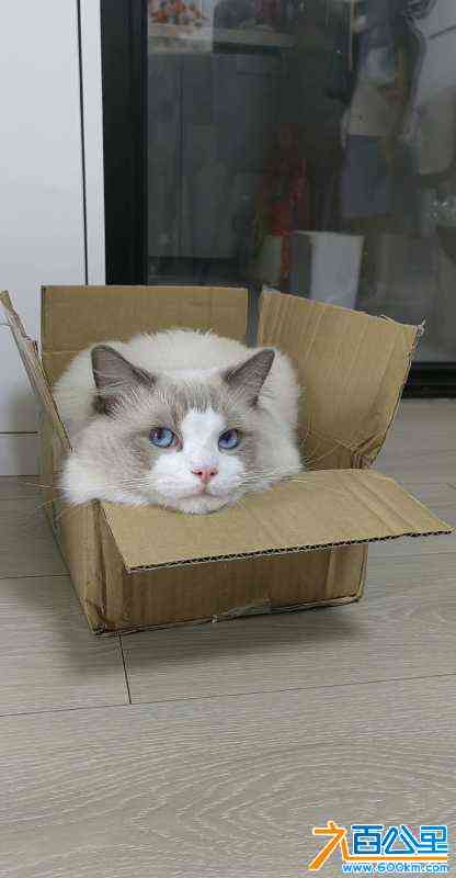 wechat_upload172725356266f3cc3a5ca4a