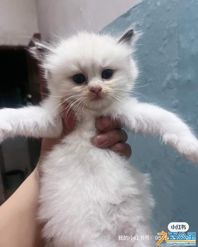 wechat_upload173017226467205568dd016