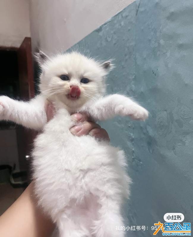 wechat_upload17301722666720556ae31ef