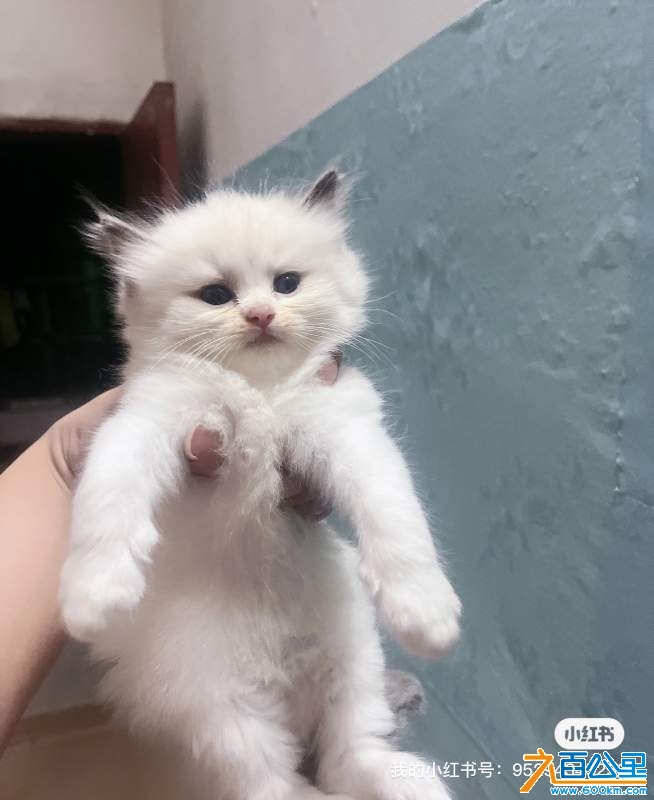 wechat_upload17301722686720556cefe6b