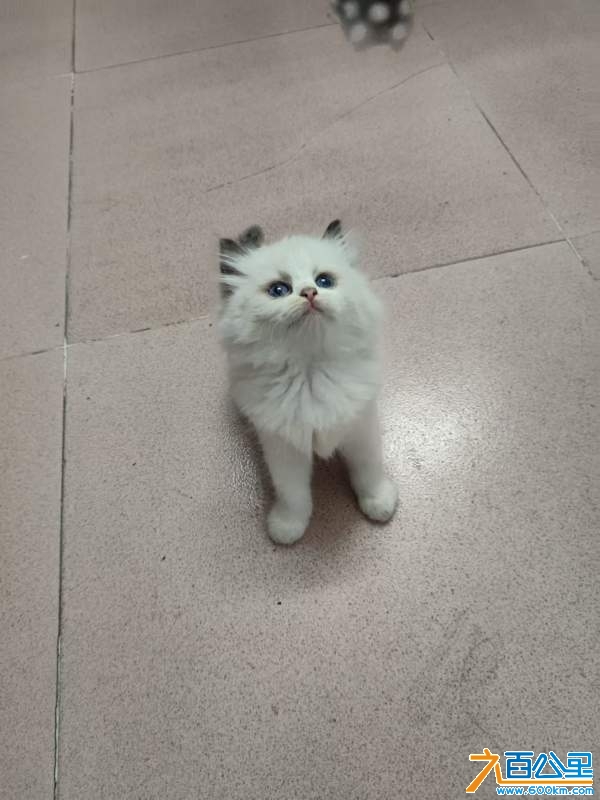 wechat_upload1730813985672a202188e84