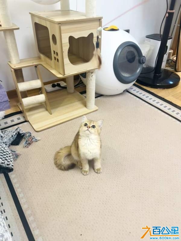 wechat_upload1731119175672ec8476bf51