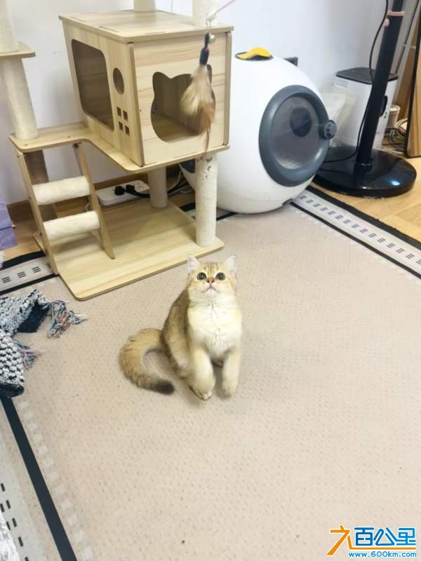 wechat_upload1731119177672ec84912832