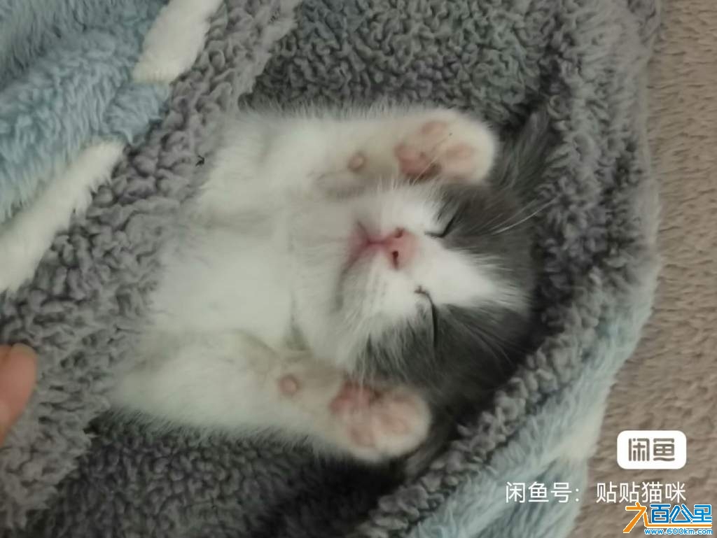 wechat_upload17360442896779ef0161738